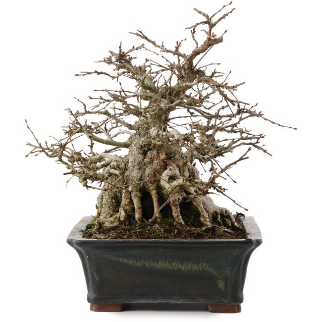 Carpinus coreana, 23 cm, ± 30 ans, en pot avec puce