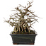 Carpinus coreana, 23 cm, ± 30 jaar oud, in pot met chip