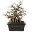 Carpinus coreana, 23 cm, ± 30 years old, in a pot with a chip