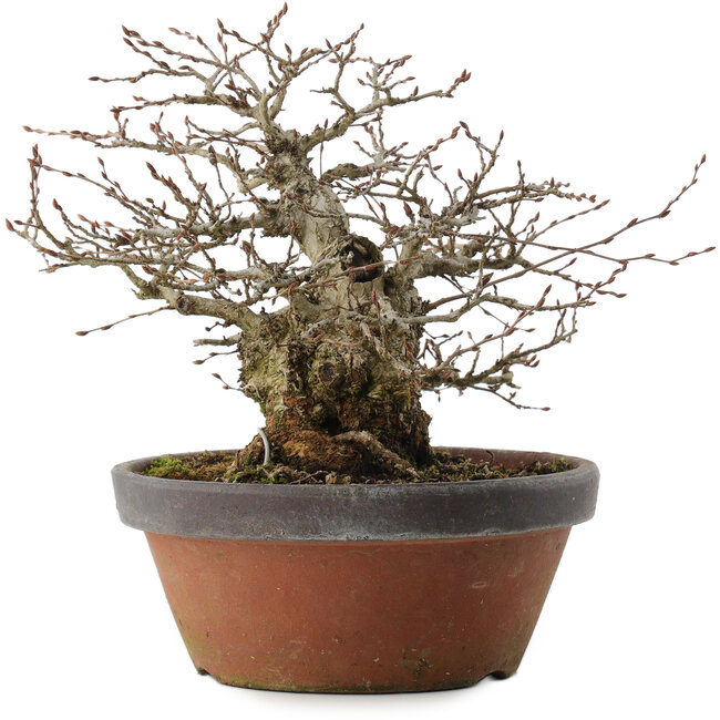 Carpinus coreana, 22 cm, ± 30 jaar oud