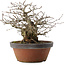 Carpinus coreana, 22 cm, ± 30 Jahre alt