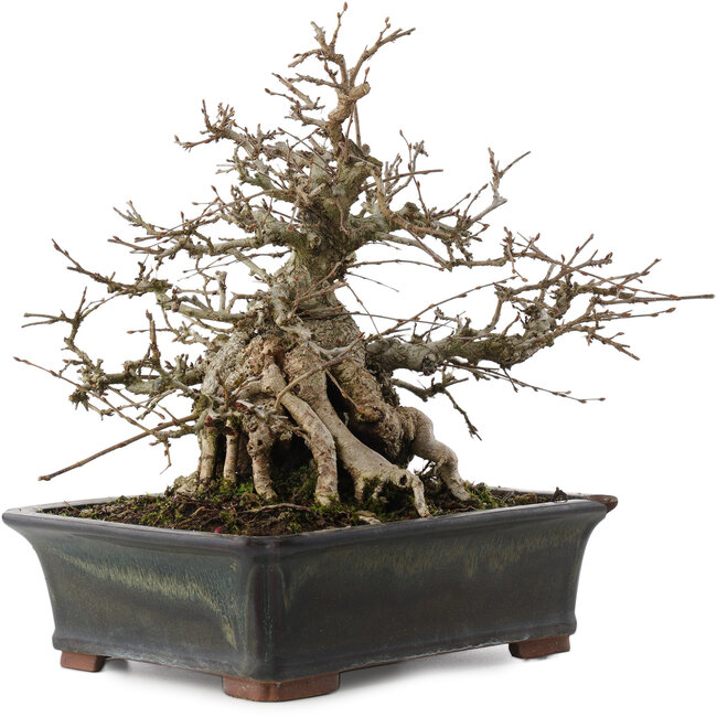 Carpinus coreana, 23 cm, ± 30 años, en maceta con chip