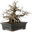 Carpinus coreana, 23 cm, ± 30 years old, in a pot with a chip