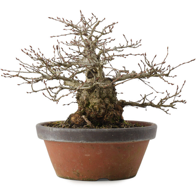 Carpinus coreana, 22 cm, ± 30 Jahre alt