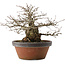 Carpinus coreana, 22 cm, ± 30 anni