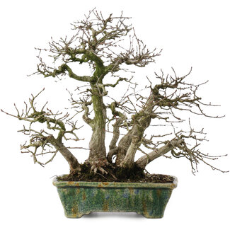 Bunzan Carpinus coreana, 28 cm, ± 35 años