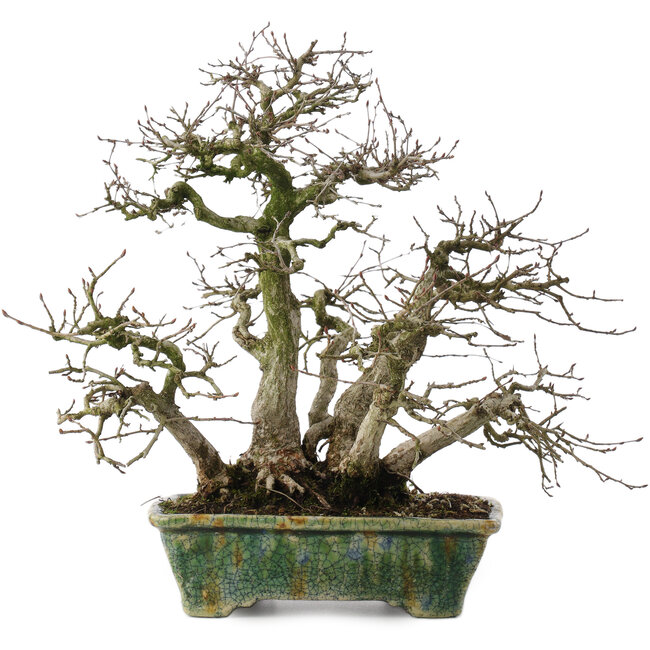 Carpinus coreana, 28 cm, ± 35 anni, in un vaso giapponese fatto a mano da Bunzan