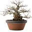 Carpinus coreana, 22 cm, ± 30 anni