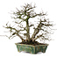 Carpinus coreana, 28 cm, ± 35 years old, in a handmade Japanese pot by Bunzan