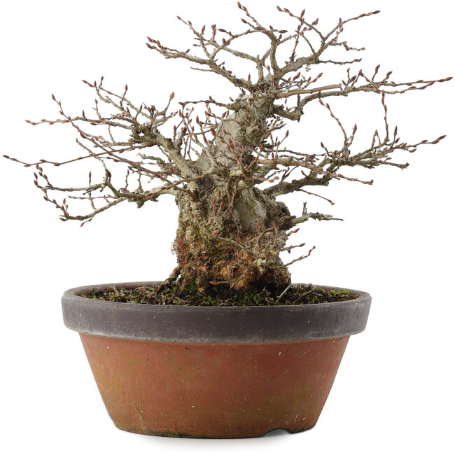 Carpinus coreana, 22 cm, ± 30 jaar oud