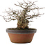 Carpinus coreana, 22 cm, ± 30 anni