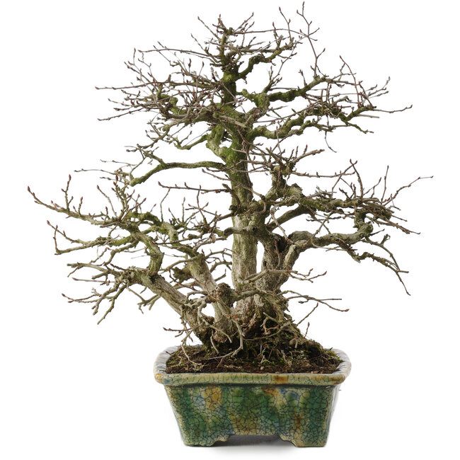 Carpinus coreana, 28 cm, ± 35 años, en maceta japonesa hecha a mano por Bunzan