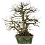 Carpinus coreana, 28 cm, ± 35 years old, in a handmade Japanese pot by Bunzan