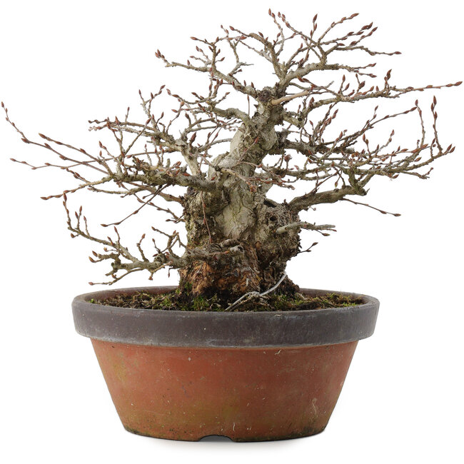 Carpinus coreana, 22 cm, ± 30 ans