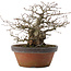 Carpinus coreana, 22 cm, ± 30 anni