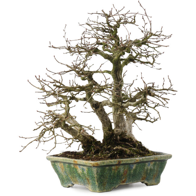 Carpinus coreana, 28 cm, ± 35 Jahre alt, in einem handgefertigten japanischen Topf von Bunzan