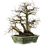 Carpinus coreana, 28 cm, ± 35 years old, in a handmade Japanese pot by Bunzan