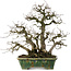 Carpinus coreana, 28 cm, ± 35 years old, in a handmade Japanese pot by Bunzan