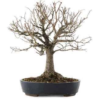 Zelkova serrata, 26,5 cm, ± 20 jaar oud