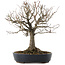 Zelkova serrata, 26,5 cm, ± 20 years old