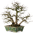 Carpinus coreana, 28 cm, ± 35 years old, in a handmade Japanese pot by Bunzan