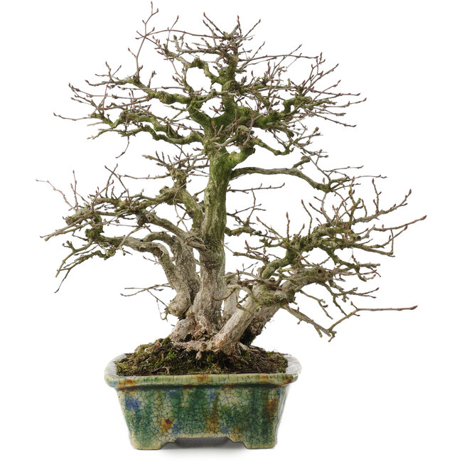 Carpinus coreana, 28 cm, ± 35 anni, in un vaso giapponese fatto a mano da Bunzan