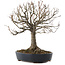 Zelkova serrata, 26,5 cm, ± 20 Jahre alt