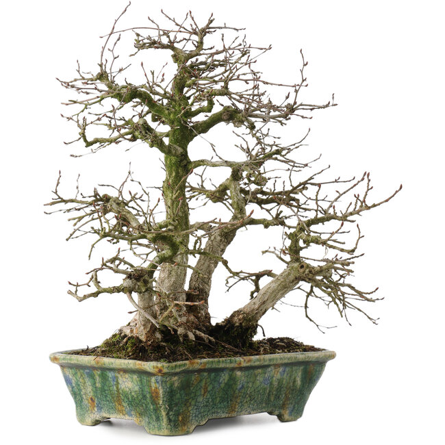 Carpinus coreana, 28 cm, ± 35 anni, in un vaso giapponese fatto a mano da Bunzan
