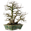 Carpinus coreana, 28 cm, ± 35 years old, in a handmade Japanese pot by Bunzan