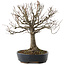 Zelkova serrata, 26,5 cm, ± 20 jaar oud