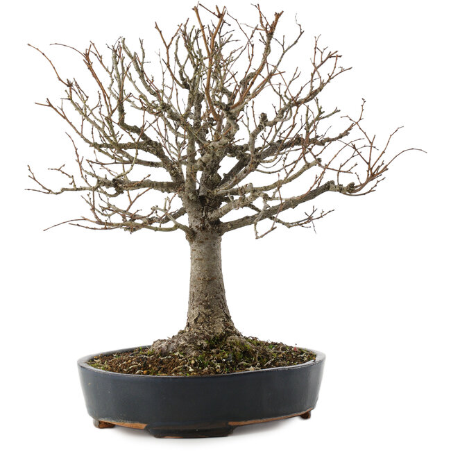 Zelkova serrata, 26,5 cm, ± 20 anni