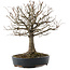 Zelkova serrata, 26,5 cm, ± 20 anni