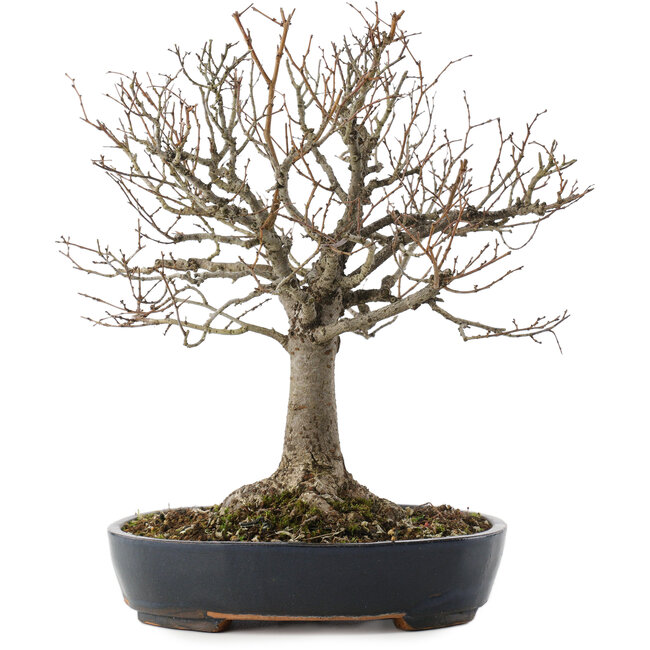 Zelkova serrata, 26,5 cm, ± 20 ans