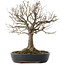 Zelkova serrata, 26,5 cm, ± 20 jaar oud