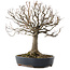 Zelkova serrata, 26,5 cm, ± 20 jaar oud