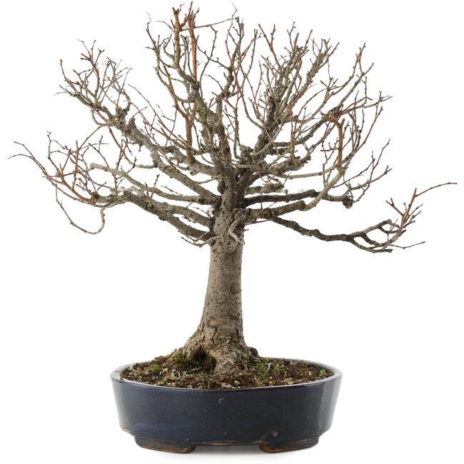 Zelkova serrata, 26,5 cm, ± 20 años