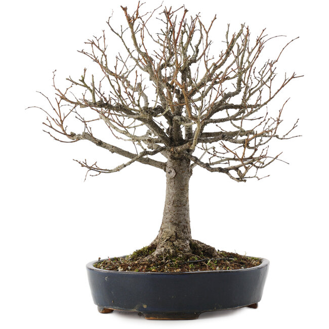 Zelkova serrata, 26,5 cm, ± 20 ans