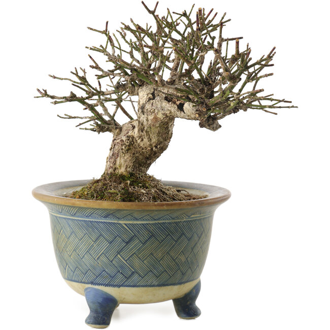 Euonymus alatus, 16 cm, ± 20 anni