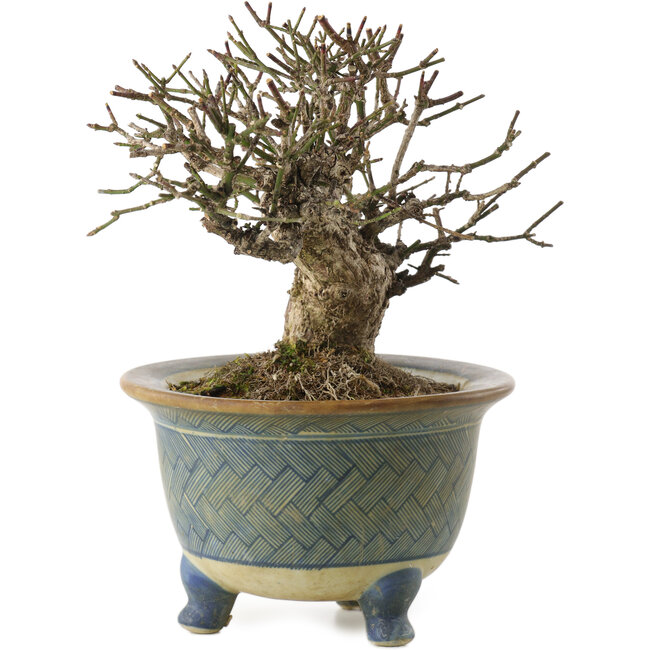 Euonymus alatus, 16 cm, ± 20 años