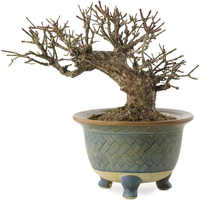 Euonymus alatus, 16 cm, ± 20 anni