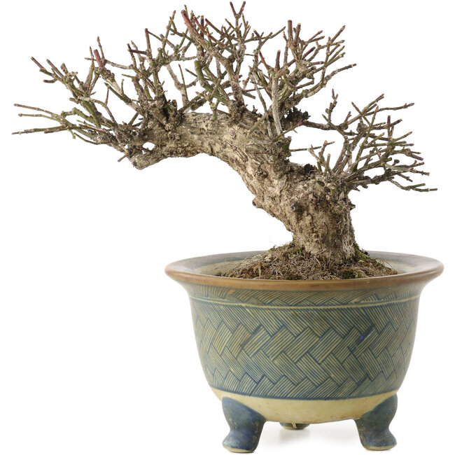 Euonymus alatus, 16 cm, ± 20 Jahre alt