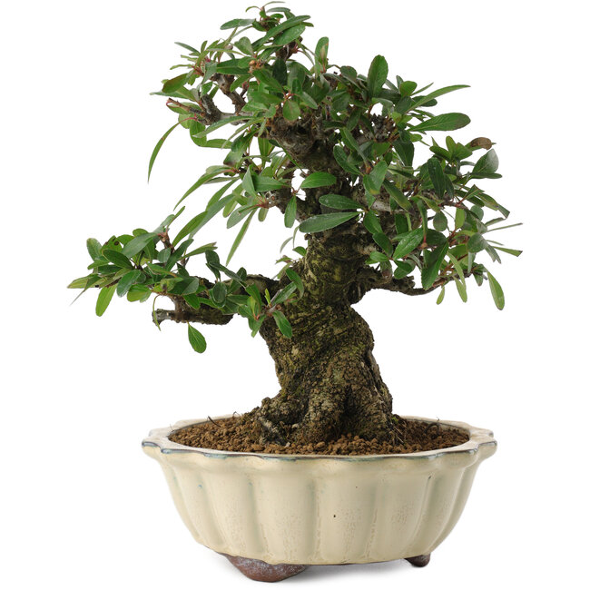 Pyracantha, 21,5 cm, ± 20 jaar oud