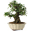 Pyracantha, 21,5 cm, ± 20 years old