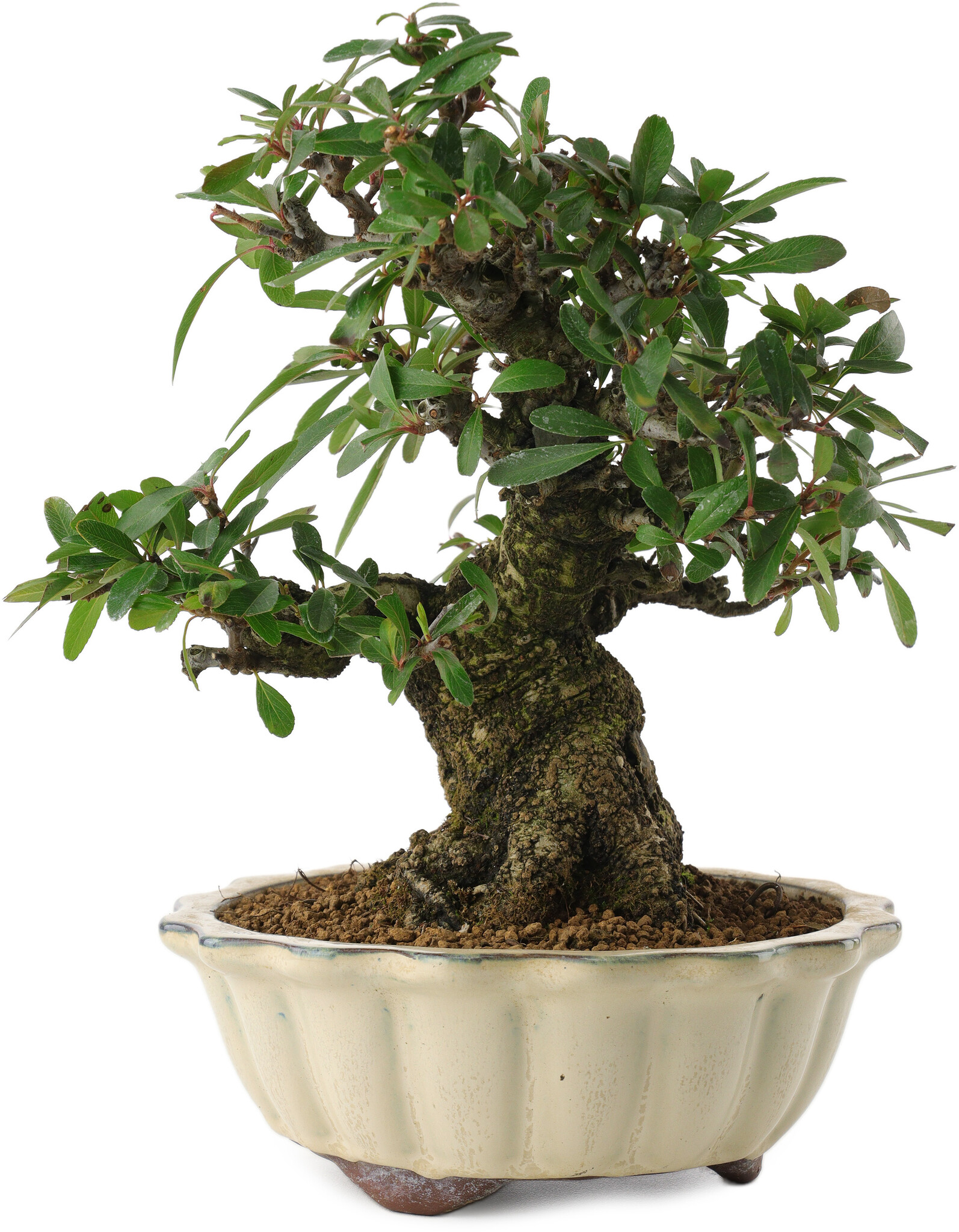 Pyracantha, 21,5 cm,  20 years old - Bonsai Plaza