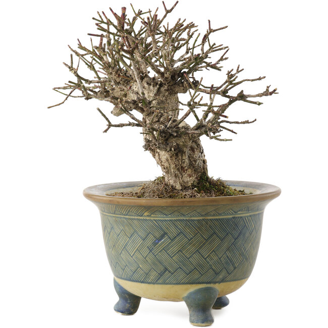 Euonymus alatus, 16 cm, ± 20 jaar oud