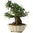 Pyracantha, 21,5 cm, ± 20 anni