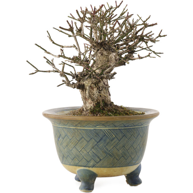 Euonymus alatus, 16 cm, ± 20 Jahre alt