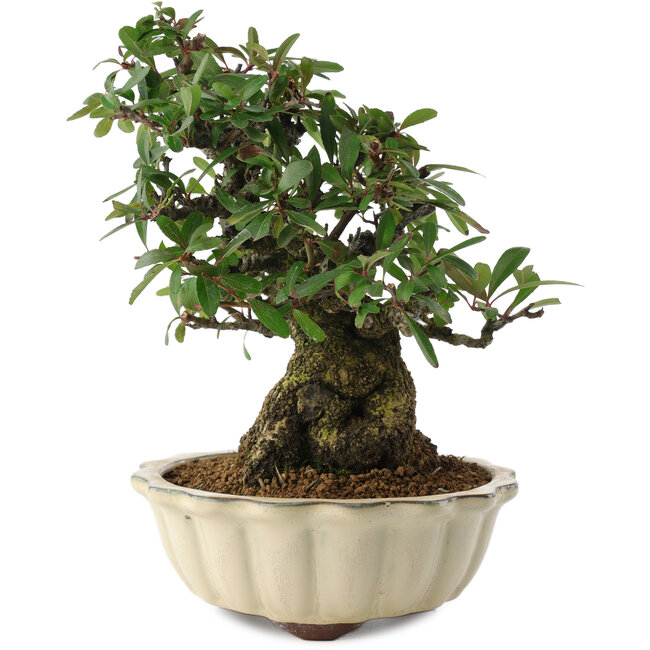 Pyracantha, 21,5 cm, ± 20 ans
