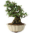 Pyracantha, 21,5 cm, ± 20 anni