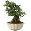 Pyracantha, 21,5 cm, ± 20 jaar oud